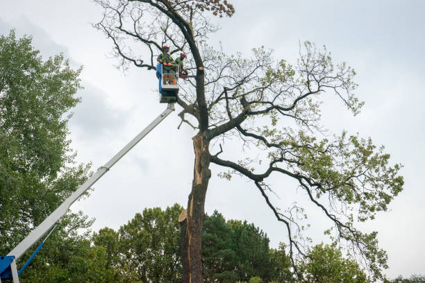  , USA Tree Care Pros